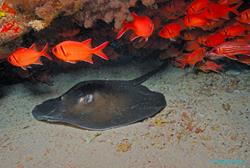 Cape Verdes Dive Centre - Sal Island. Ray.